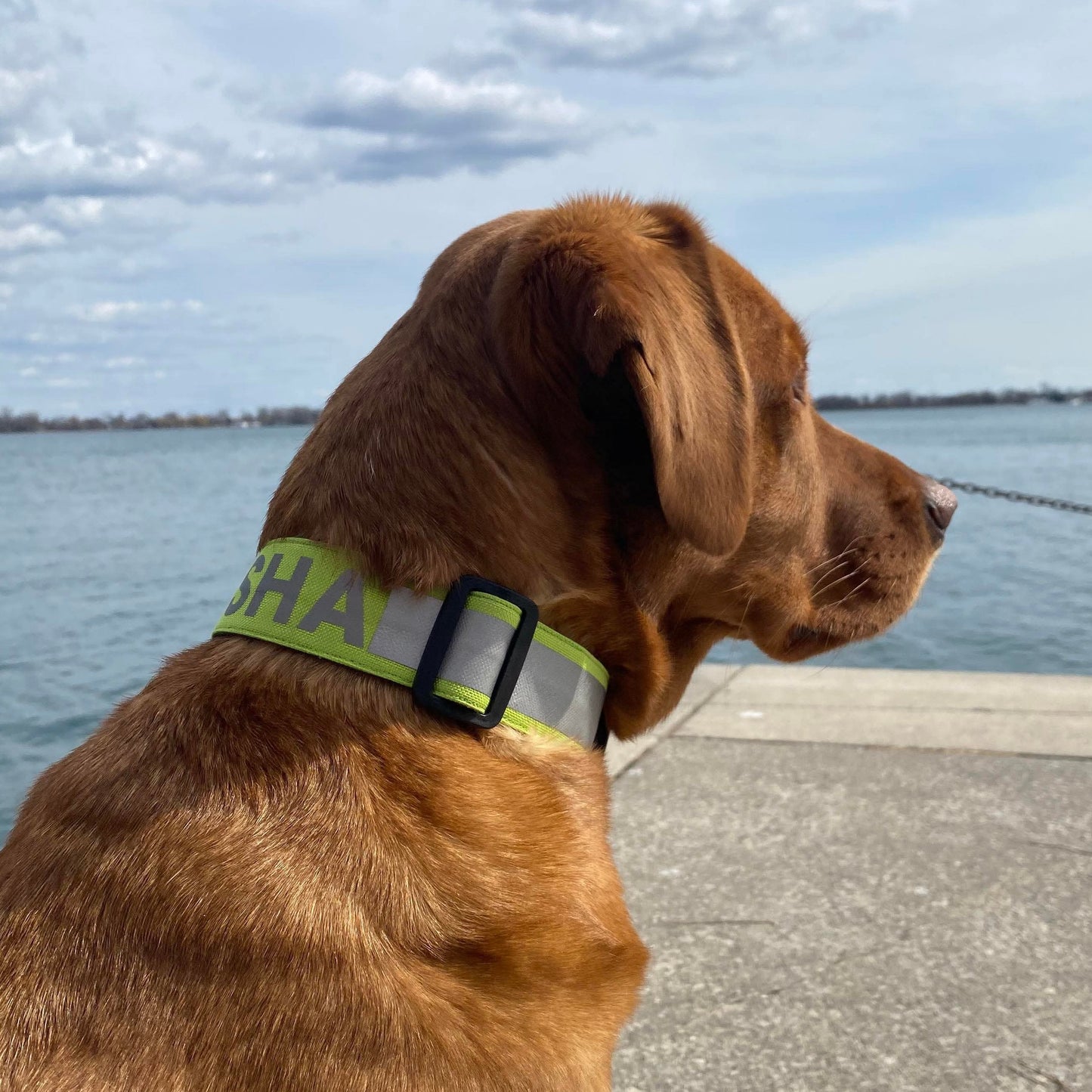 SE Reflective Collars