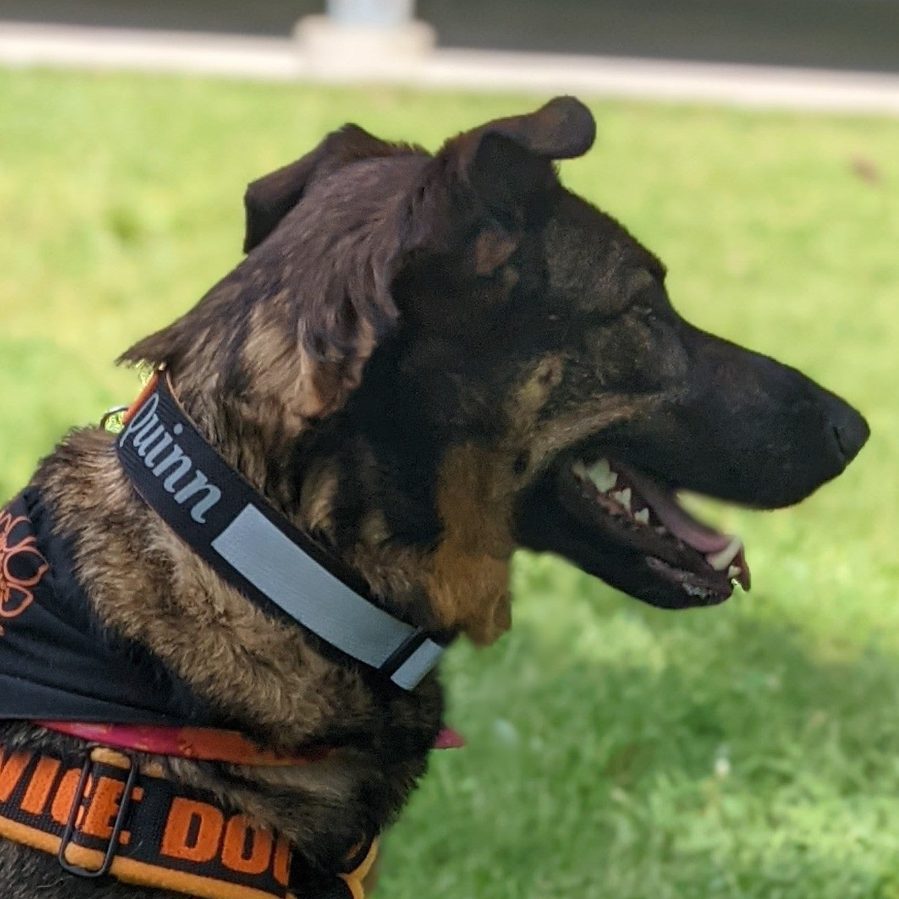 SE Reflective Collars