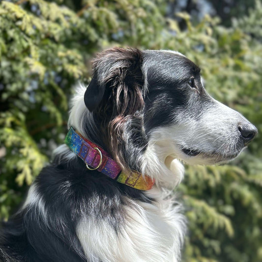 1" Martingale Collars
